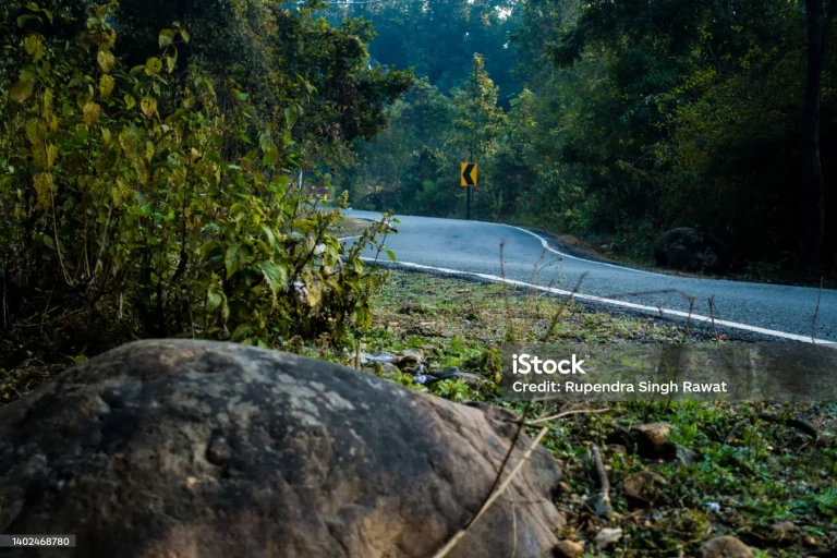 The Importance of Wildlife Corridors: Connecting Habitats for Migration and Genetic Diversity